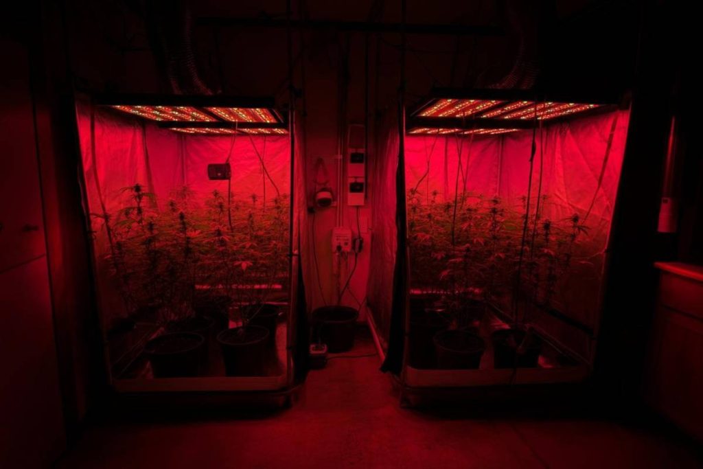 Coltivatore di marijuana casalingo scoperto dopo un incendio e arrestato dai carabinieri