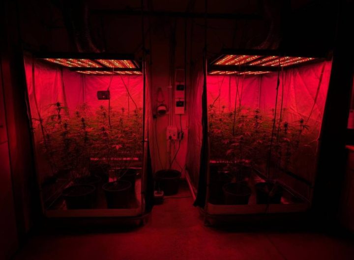Coltivatore di marijuana casalingo scoperto dopo un incendio e arrestato dai carabinieri