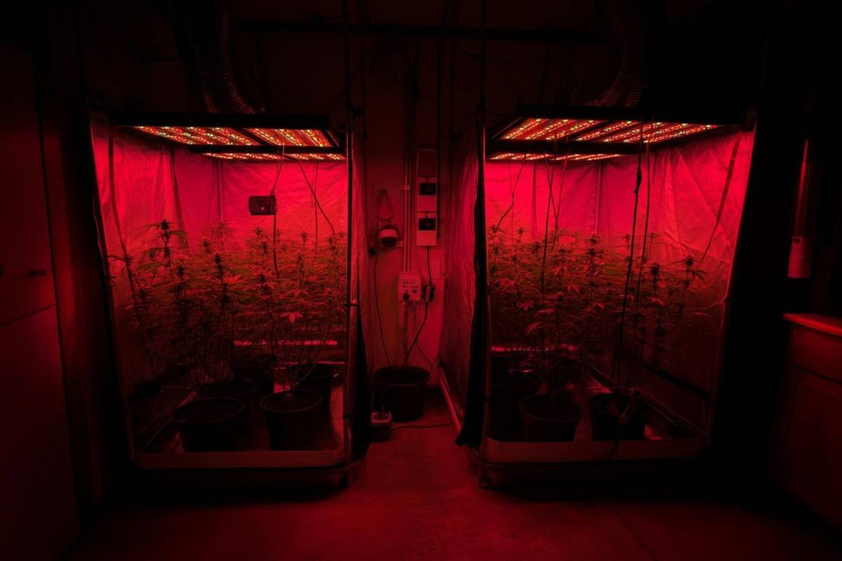 Coltivatore di marijuana casalingo scoperto dopo un incendio e arrestato dai carabinieri