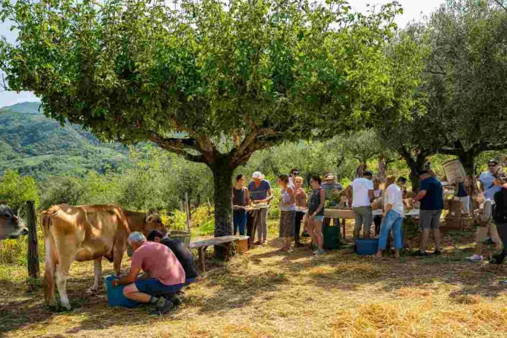 Fattorie aperte in Sila: la ventesima edizione celebra il turismo tra filiere DOP e natura