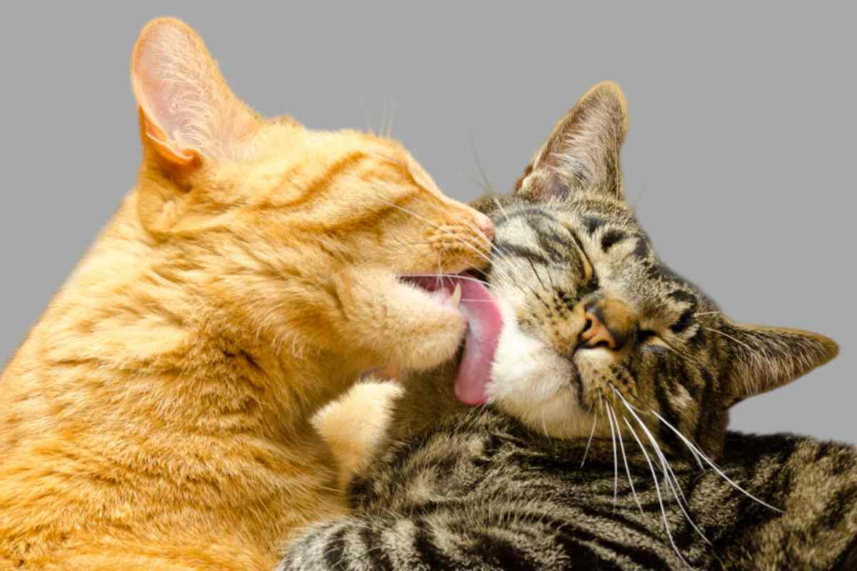 Gatto