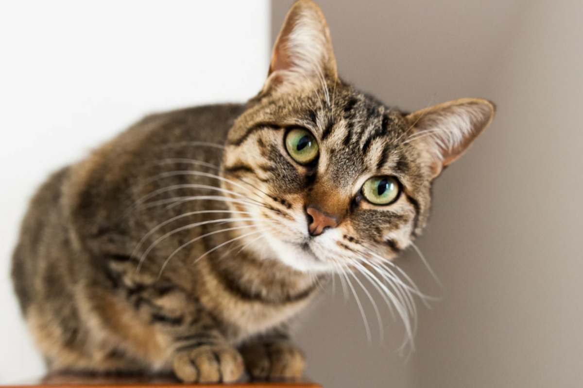 Gatto