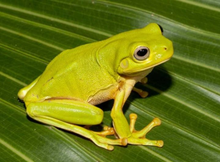 Rana