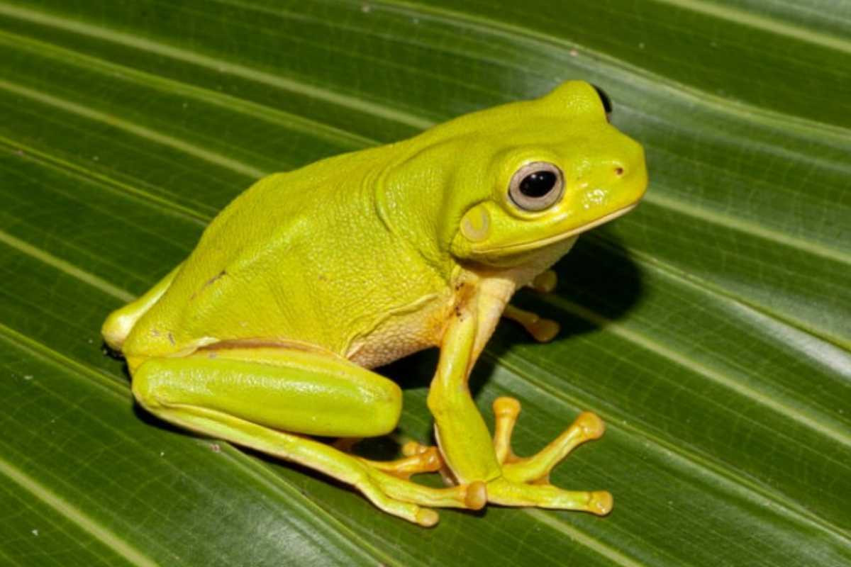 Rana