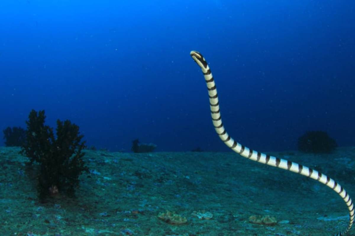 Serpenti
