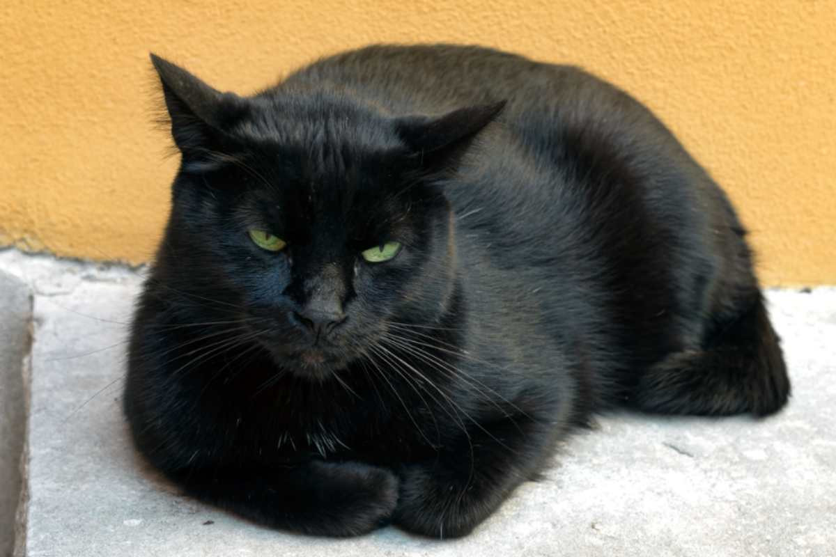 gatti