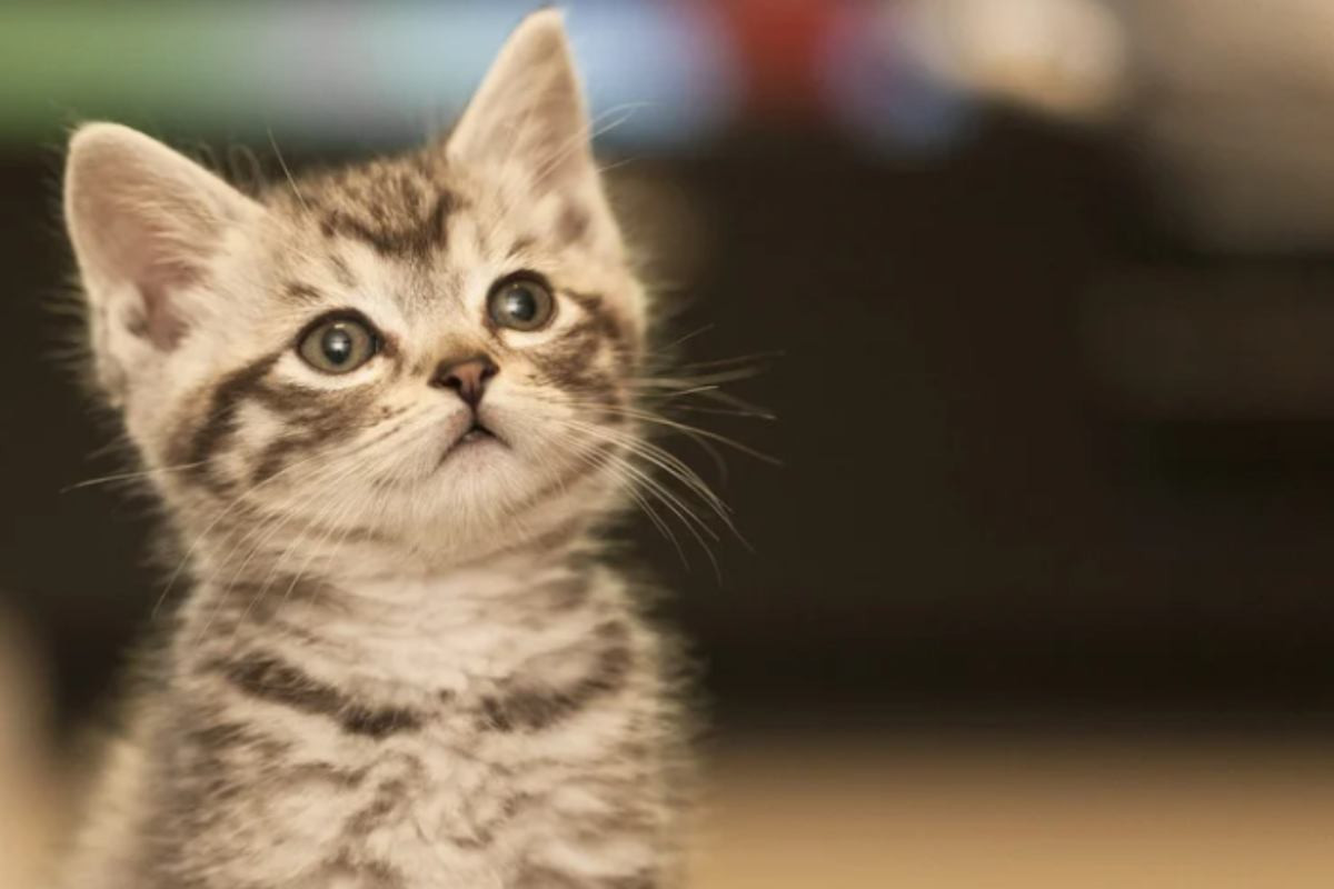 gatti