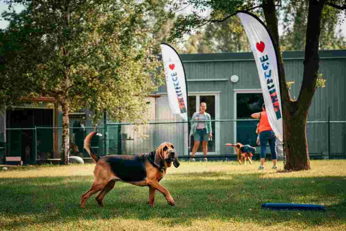 Bruno, il cane eroe: vendetta e il commovente tributo di Giorgia Meloni