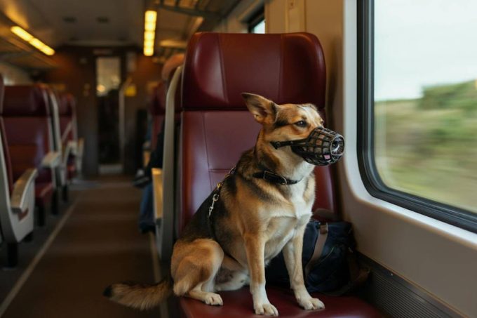Cani gratis sui treni Frecce e Intercity: scopri l'offerta fino al 15 settembre