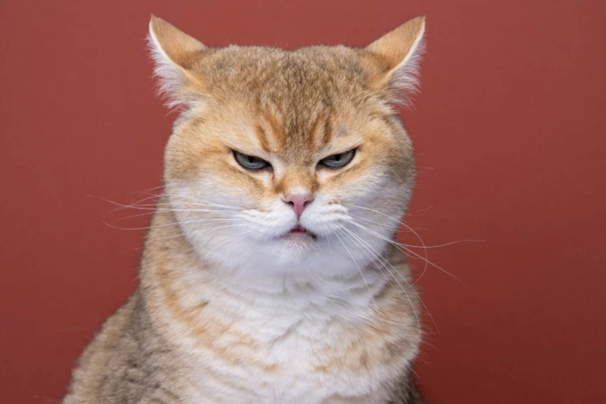 Gatto