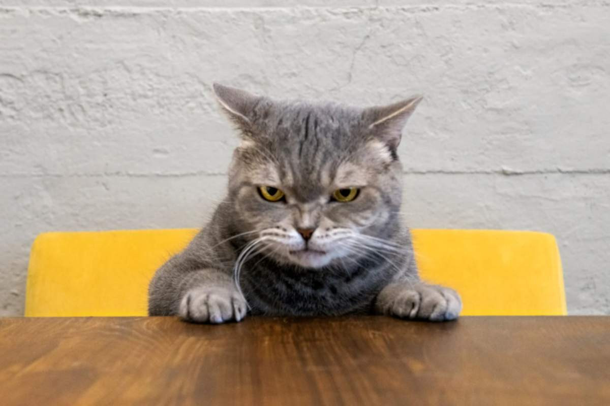 Gatto