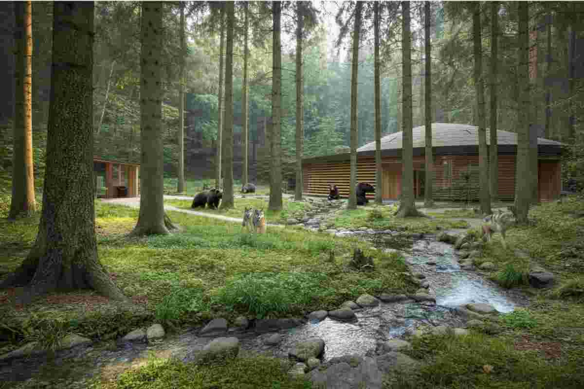 L'orsa Jj4 in viaggio verso la Foresta Nera: il mistero di un trasferimento dopo la tragedia di Andrea Papi