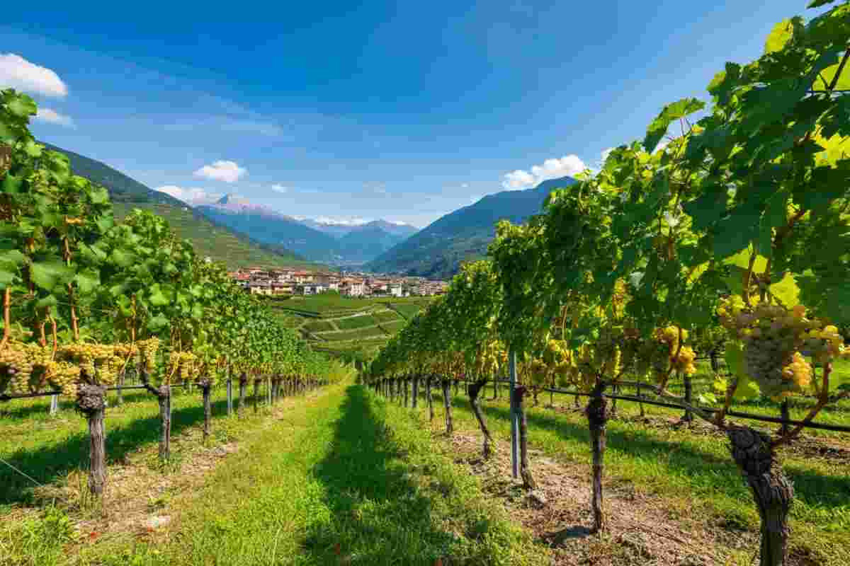 Trentino celebra l'eccellenza: 19 vini premiati al 22° Concorso Muller Thurgau