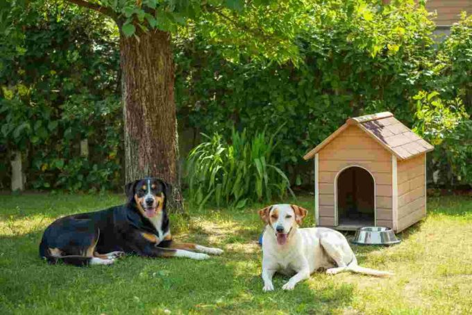 Cani abbandonati al sole: tragedia a Napoli e salvataggio in extremis