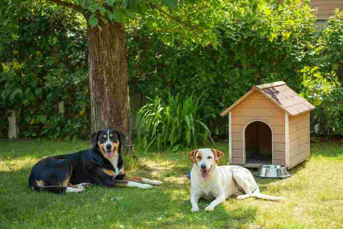 Cani abbandonati al sole: tragedia a Napoli e salvataggio in extremis