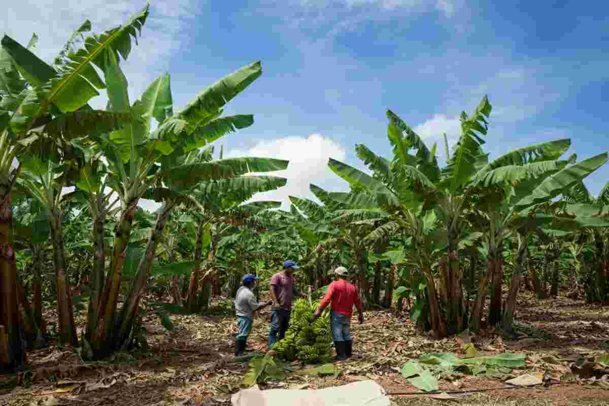Chiquita riporta la sua storia alle radici panamensi