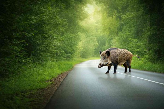 Cinghiali in libertà: la Cassazione stabilisce che la Regione risarcisce i danni alle auto