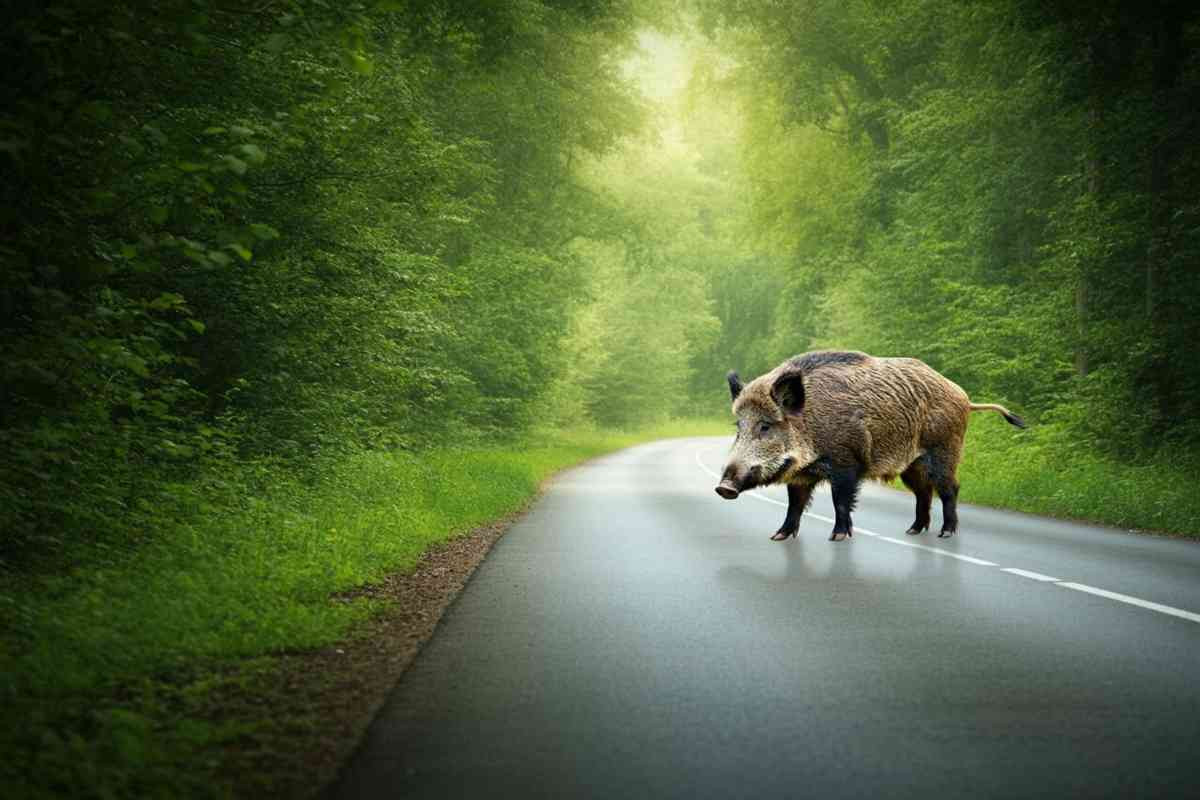 Cinghiali in libertà: la Cassazione stabilisce che la Regione risarcisce i danni alle auto