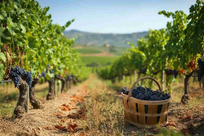 Il ritorno dell'Orisi: il vitigno siciliano dimenticato riscoperto da Santa Tresa