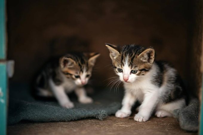 La rete oscura che tortura gatti: video raccapriccianti e minorenni coinvolti