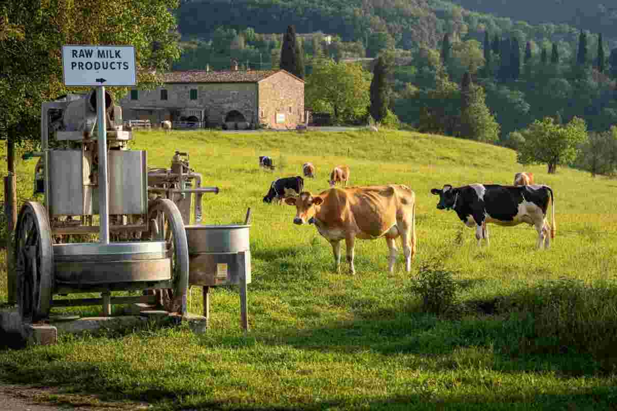 Un anno di vita e un formaggio letale: il dramma di un bambino a Belluno
