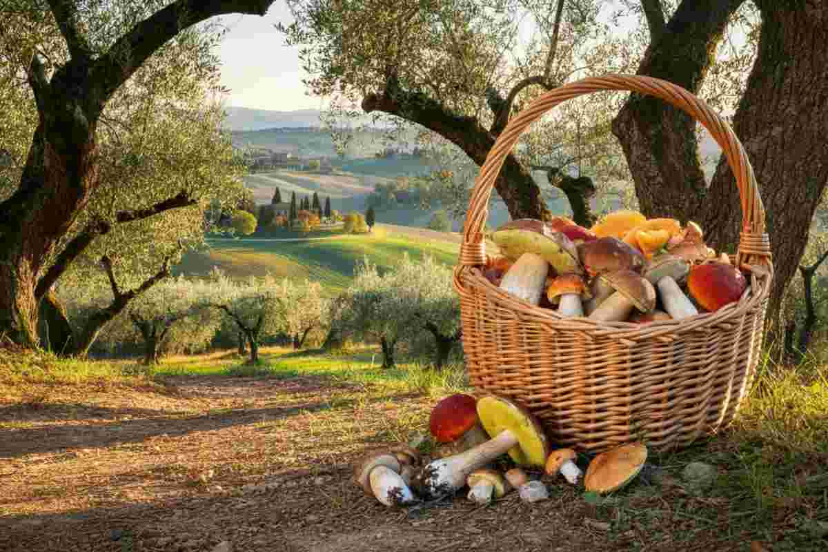 Funghi tossici in Toscana: attenzione alle app che ingannano!