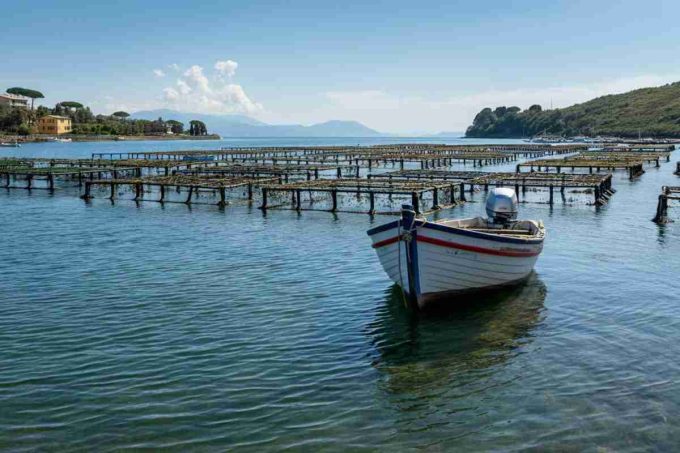 Granchio blu: la lezione del commissario Caterino su come affrontare un'invasione che ha chiuso 800 aziende