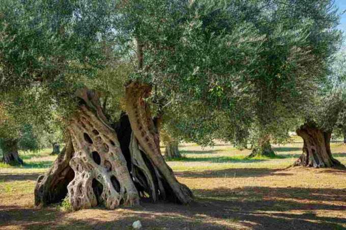 Helen Mirren: la sorprendente connessione tra ulivi pugliesi e il Colosseo