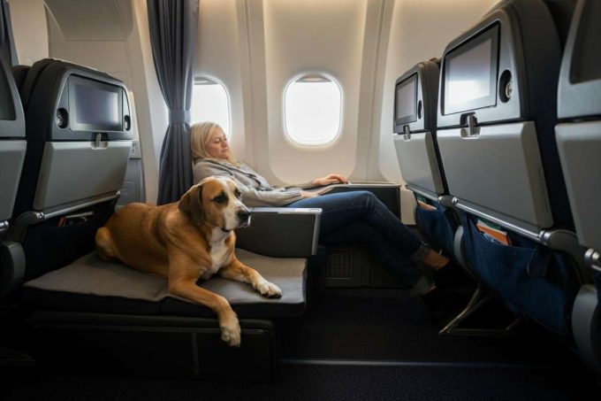 Il primo volo dimostrativo di Ita con cani di taglia extra in cabina: un'esperienza unica