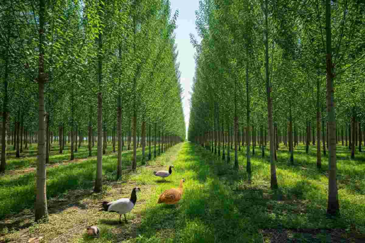 Intesa strategica per rilanciare la filiera del pioppo e la produzione nazionale