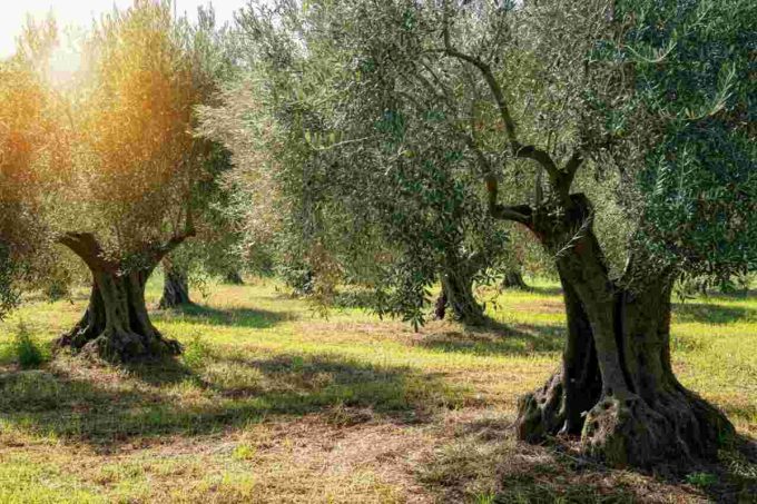 Calabria in pericolo: la Xylella minaccia il futuro dell'olivicoltura, serve un intervento immediato
