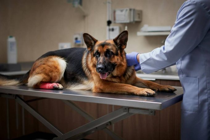 Cane trascinato per 6 chilometri: e-bike e catena, la denuncia di un dog sitter e del padrone