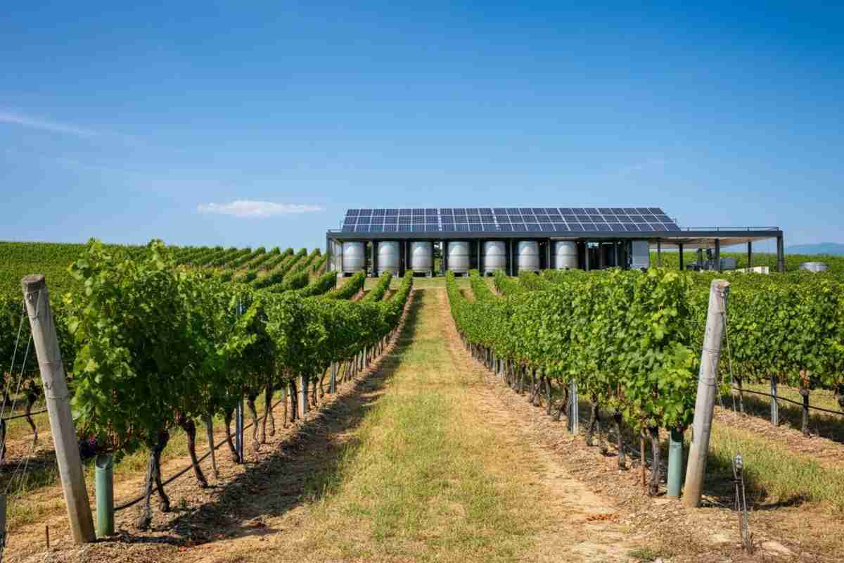 Vino di qualità: la visione innovativa di Perillo per la sostenibilità nella Cantina di Venosa