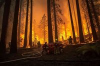 Foreste patrimonio dell'umanità in pericolo: l'Iran lancia un appello internazionale per spegnere le fiamme