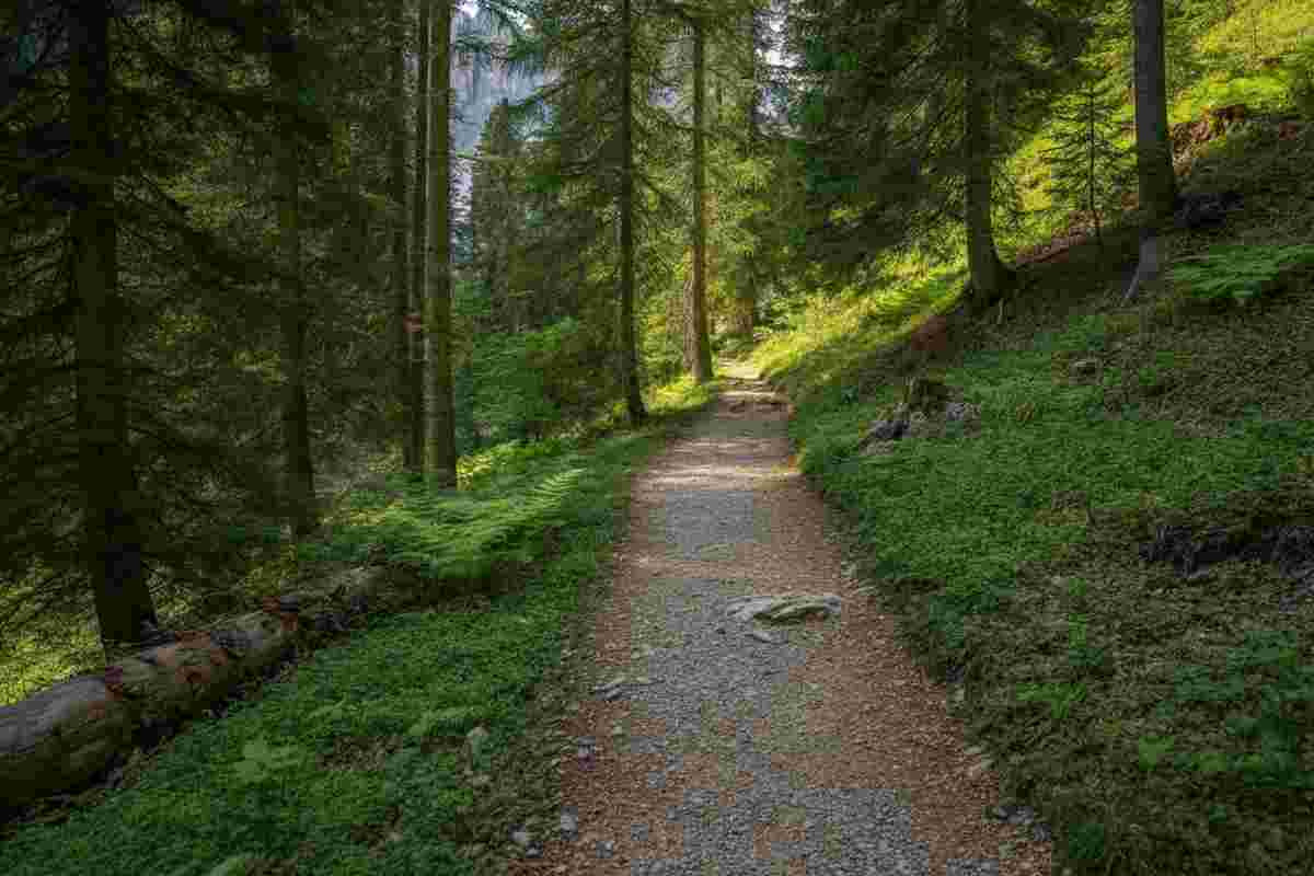 Fugatti a processo per l'abbattimento dell'orso M90: una vittoria per gli animalisti