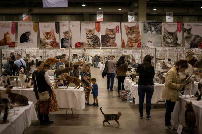Supercat show: sfilate, adozioni e il miao-mercatino dell'amore felino