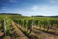 Champagne: un nuovo rapporto svela la responsabilità sociale della filiera vinicola