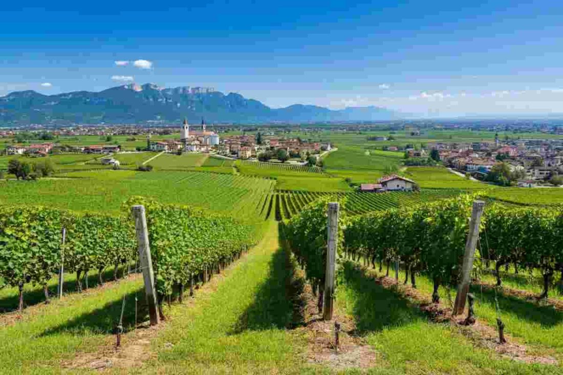 Il Gruppo Mezzacorona punta a un fatturato record di 213 milioni di euro nel 2025