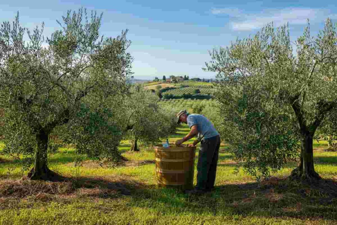 Piano nazionale olio: un investimento da 500 milioni per il futuro del settore
