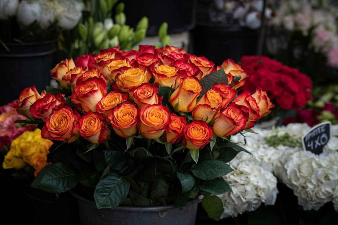 Attenzione: le rose di San Valentino potrebbero nascondere un pericolo!