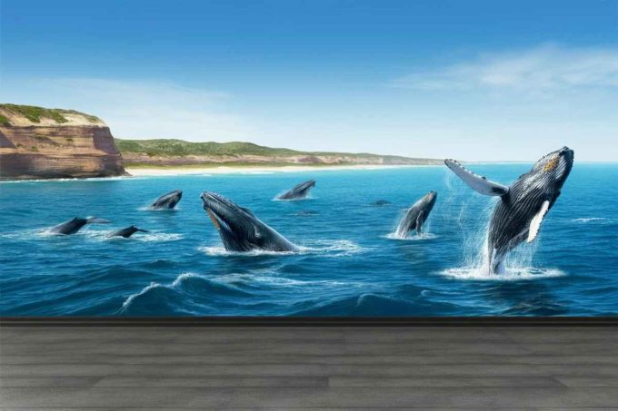 Il misterioso viaggio delle balene: un'avventura oceanica da scoprire