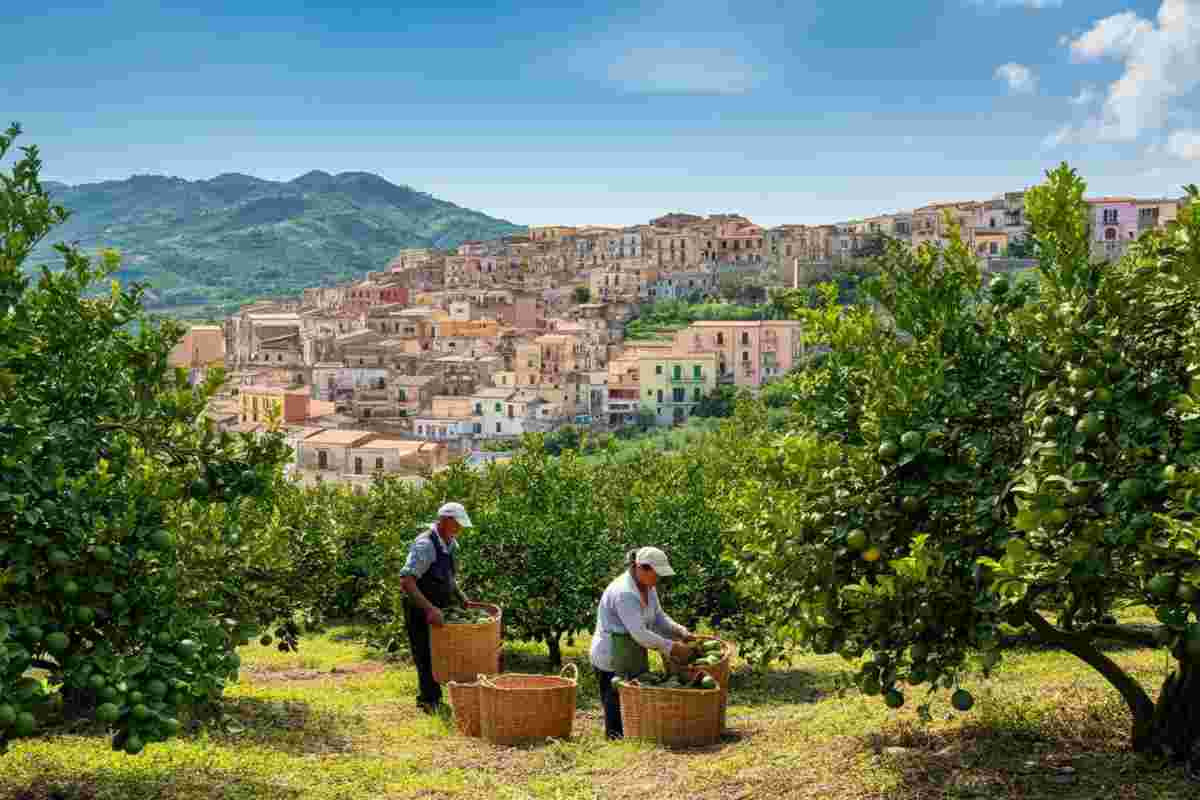 Scopri la Via del Bergamotto: un viaggio esperienziale tra i profumi dell'agrume calabrese